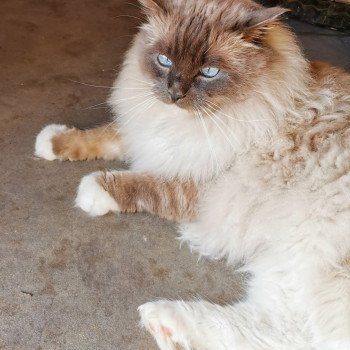 chat Ragdoll blue point mitted JOCKEY L'Eden du Gival chat Ragdoll blue point mitted JOCKEY L'Eden du Gival