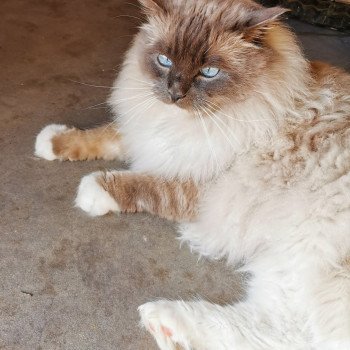 chat Ragdoll blue point mitted JOCKEY L'Eden du Gival