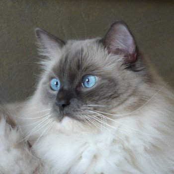 chat Ragdoll blue point mitted JOCKEY L'Eden du Gival