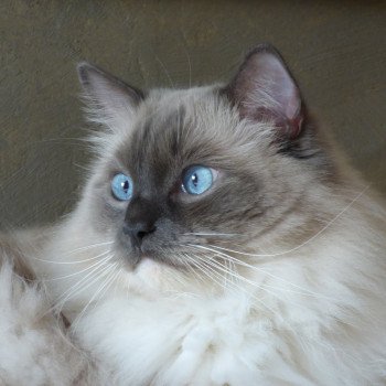 chat Ragdoll blue point mitted JOCKEY L'Eden du Gival chat Ragdoll blue point mitted JOCKEY L'Eden du Gival