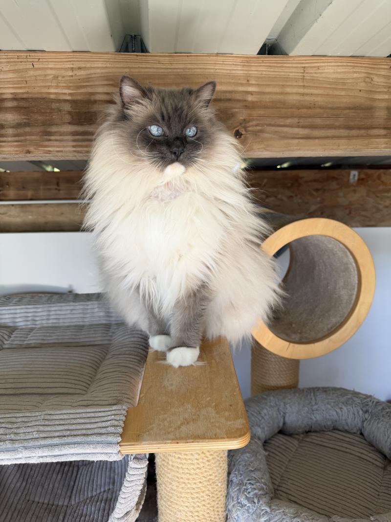 JOCKEY DE LOLANE Mâle Ragdoll