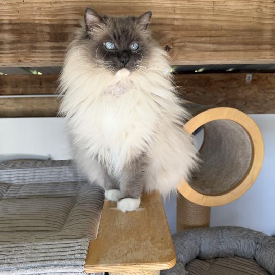 JOCKEY DE LOLANE Mâle Ragdoll