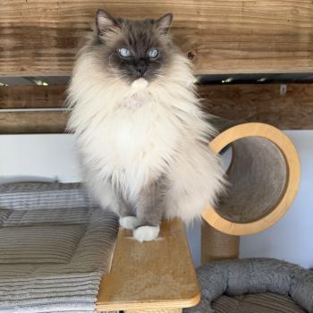JOCKEY DE LOLANE Mâle Ragdoll