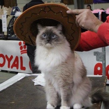 chat Ragdoll blue point mitted JOCKEY L'Eden du Gival