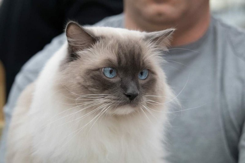 JOCKEY DE LOLANE Mâle Ragdoll