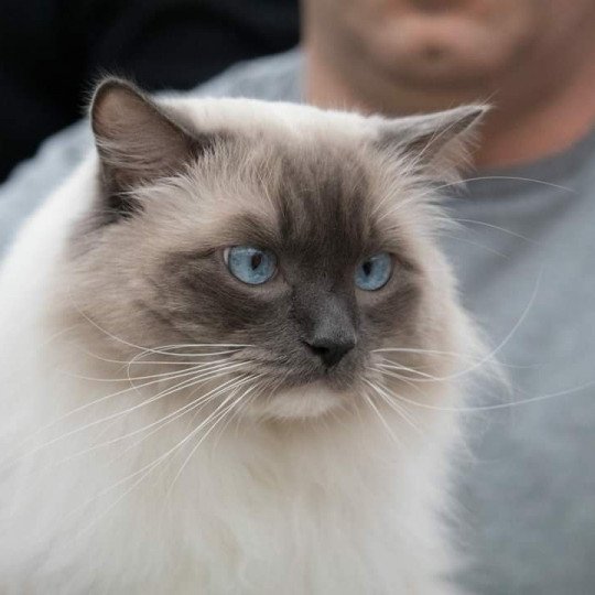 JOCKEY DE LOLANE Mâle Ragdoll