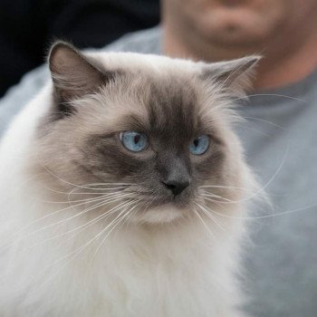 chat Ragdoll blue point mitted JOCKEY L'Eden du Gival