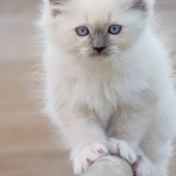 chat Ragdoll blue point mitted JOCKEY L'Eden du Gival