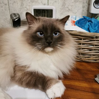 chat Ragdoll blue point mitted JOCKEY L'Eden du Gival