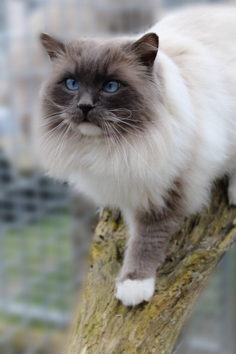 JOCKEY DE LOLANE Mâle Ragdoll