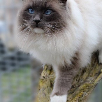 chat Ragdoll blue point mitted JOCKEY Les Ragdolls De L'Eden du Gival