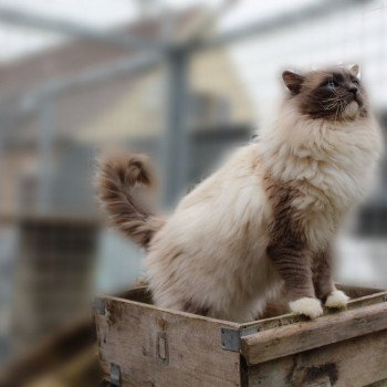 chat Ragdoll blue point mitted JOCKEY Les Ragdolls De L'Eden du Gival