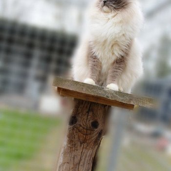 chat Ragdoll blue point mitted JOCKEY Les Ragdolls De L'Eden du Gival