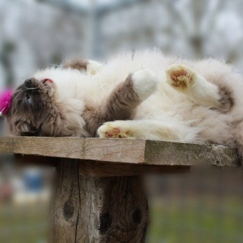 chat Ragdoll blue point mitted JOCKEY Les Ragdolls De L'Eden du Gival