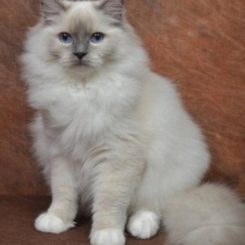 chat Ragdoll JOKO L'Eden du Gival