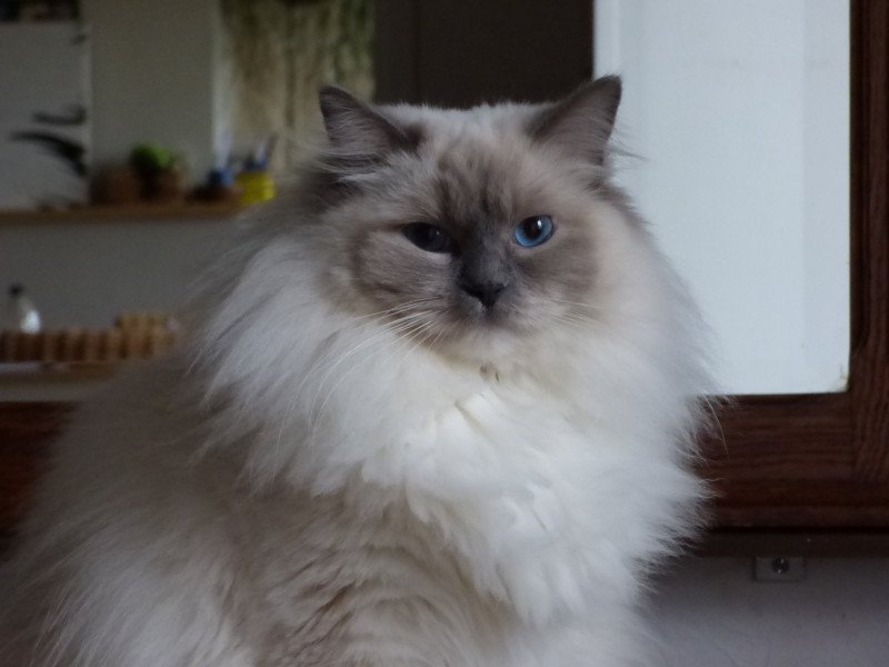 JOKO Femelle Ragdoll