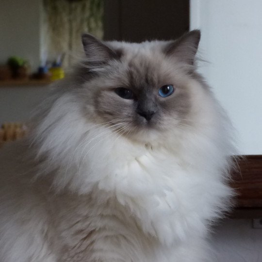 JOKO Femelle Ragdoll