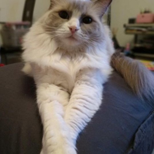 LEIA L'Eden du Gival Femelle Ragdoll