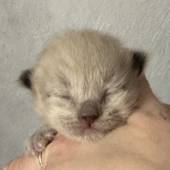 chaton Ragdoll chocolate sepia lilac sepia EI L'Eden du Gival