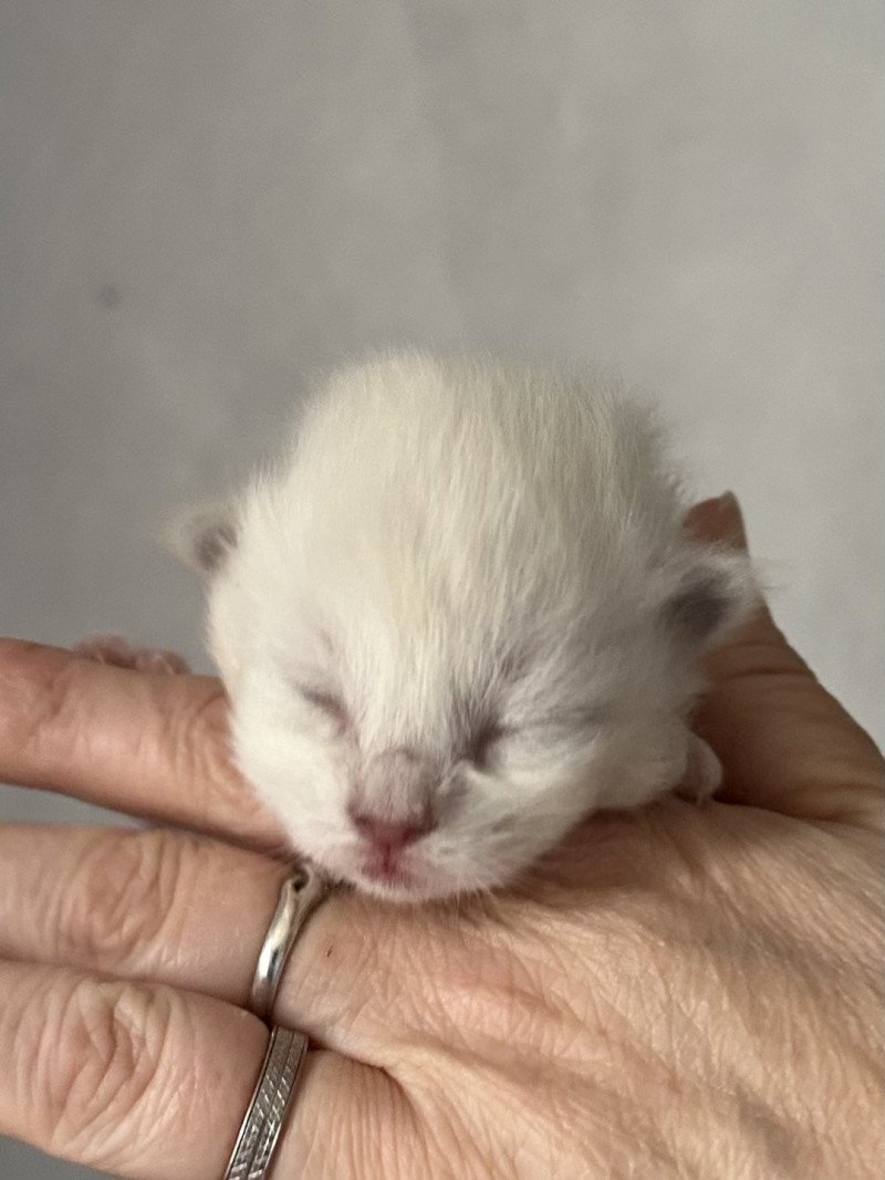 lilac de L'Eden du Gival Mâle Ragdoll