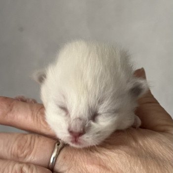 chaton Ragdoll lilac sepia lilac EI L'Eden du Gival