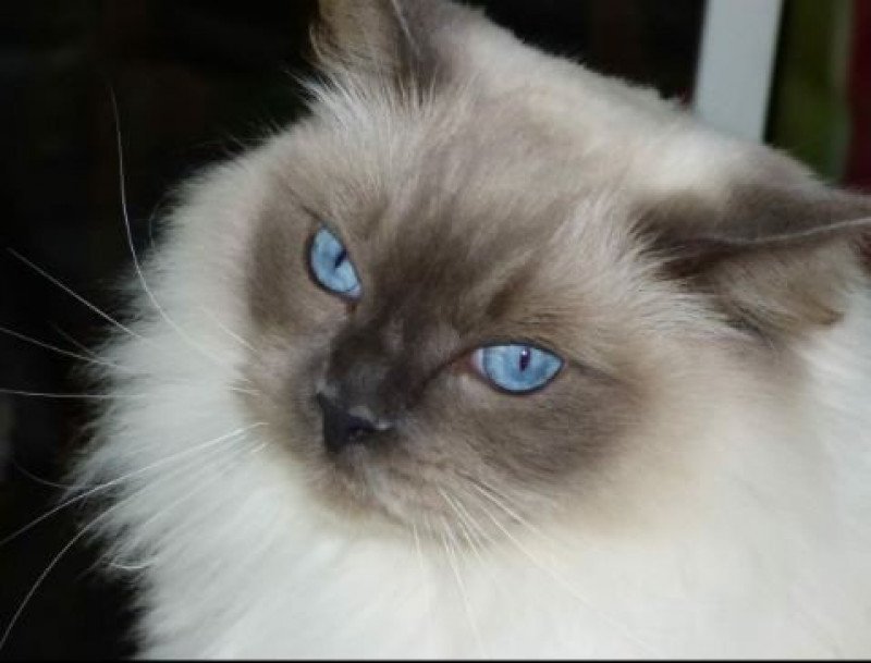 LOUSTIC L'Eden du Gival Mâle Ragdoll