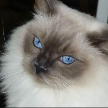 chaton Ragdoll blue point mitted LOUSTIC Les ragdolls de l'Eden du Gival