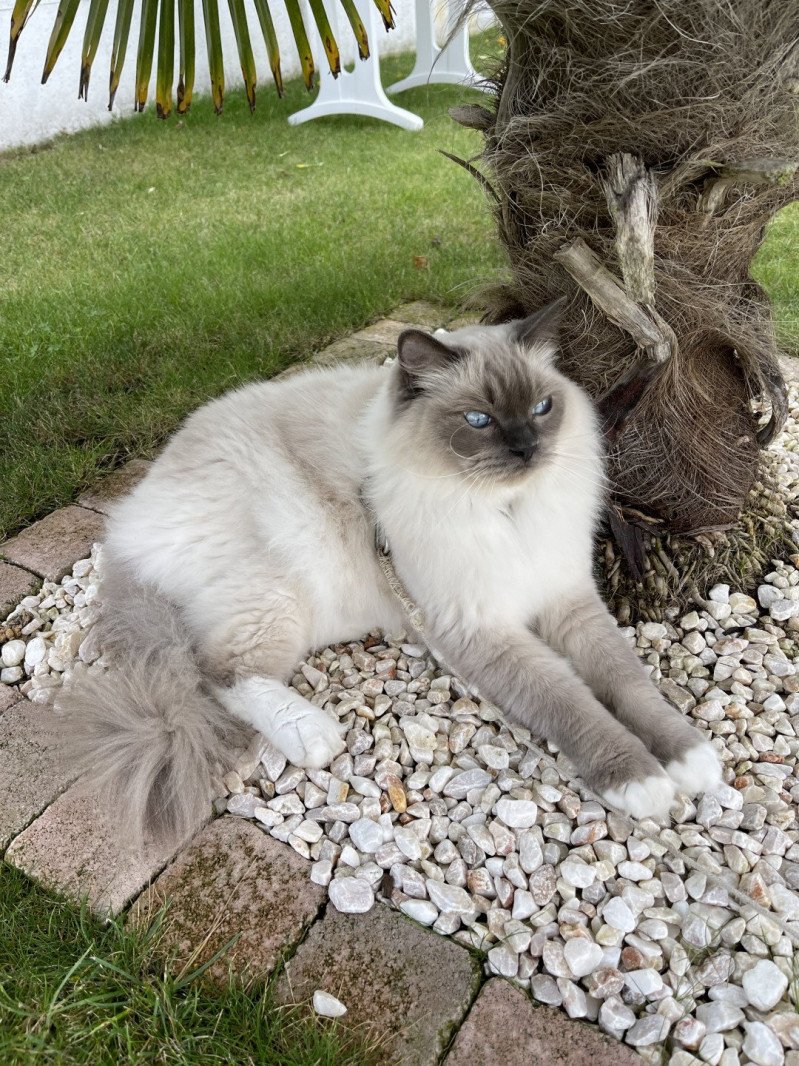 LOUSTIC L'Eden du Gival Mâle Ragdoll