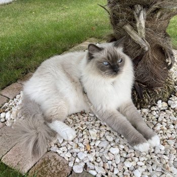 chaton Ragdoll blue point mitted LOUSTIC Les Ragdolls De L'Eden du Gival