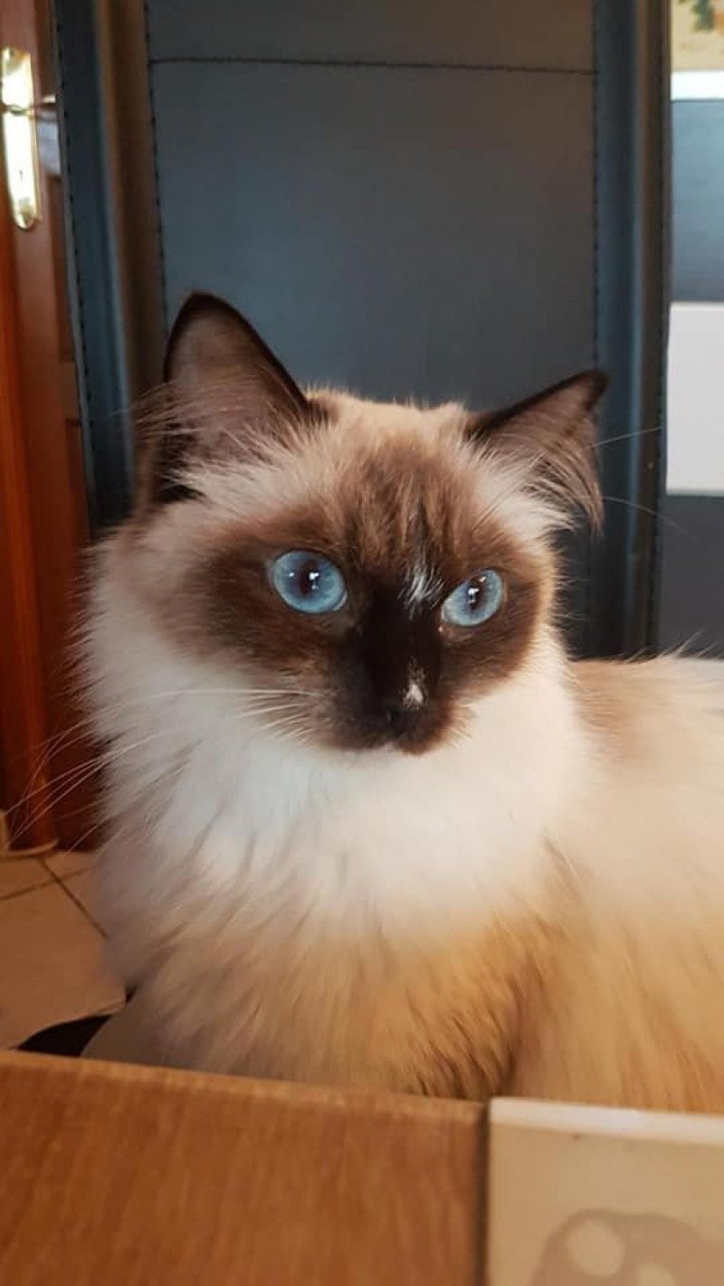 MABELLE L'Eden du Gival Femelle Ragdoll