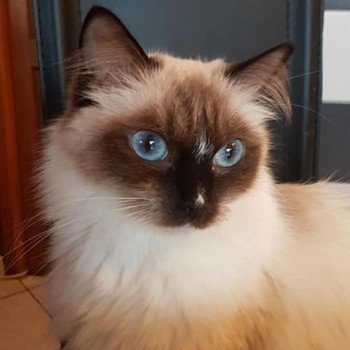 chaton Ragdoll seal point mitted MABELLE L'Eden du Gival