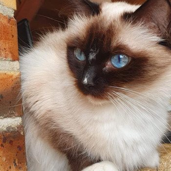 chaton Ragdoll seal point mitted MABELLE L'Eden du Gival