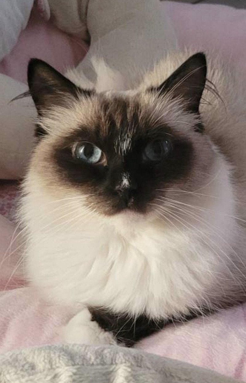 MABELLE L'Eden du Gival Femelle Ragdoll