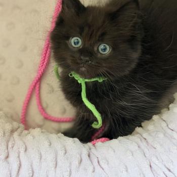 chaton Cherubim black BLACK BACCHUS EI L'Eden du Gival