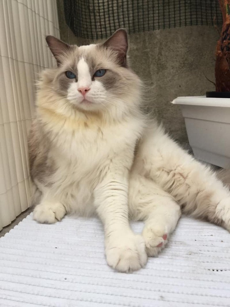 MERLIN L'Eden du Gival Mâle Ragdoll