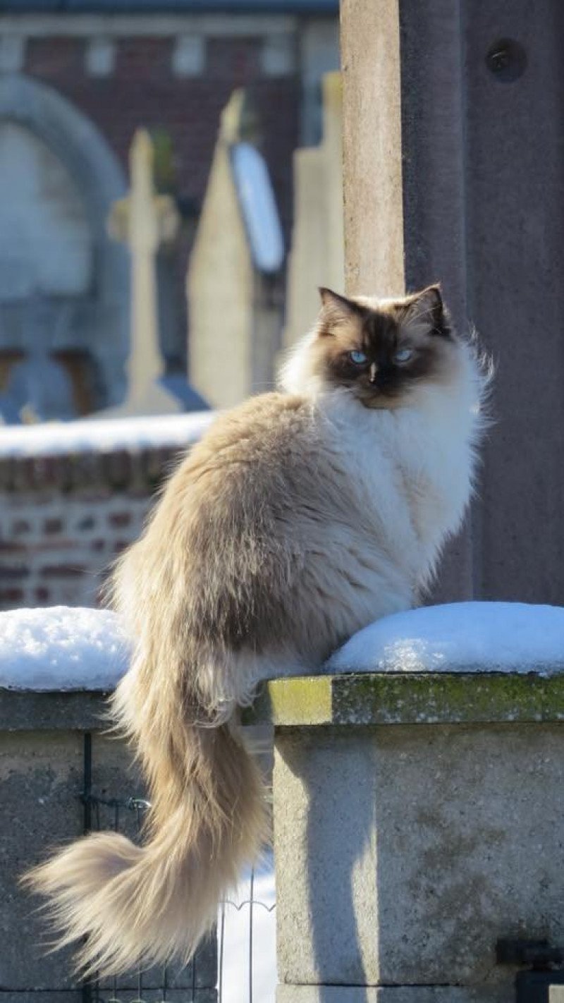 MIKA L'Eden du Gival Mâle Ragdoll