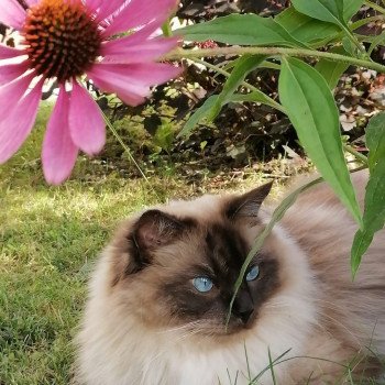 chaton Ragdoll seal point mitted MIKA Les Ragdolls De L'Eden du Gival