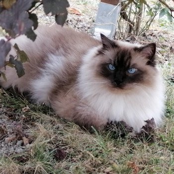 chaton Ragdoll seal point mitted MIKA L'Eden du Gival