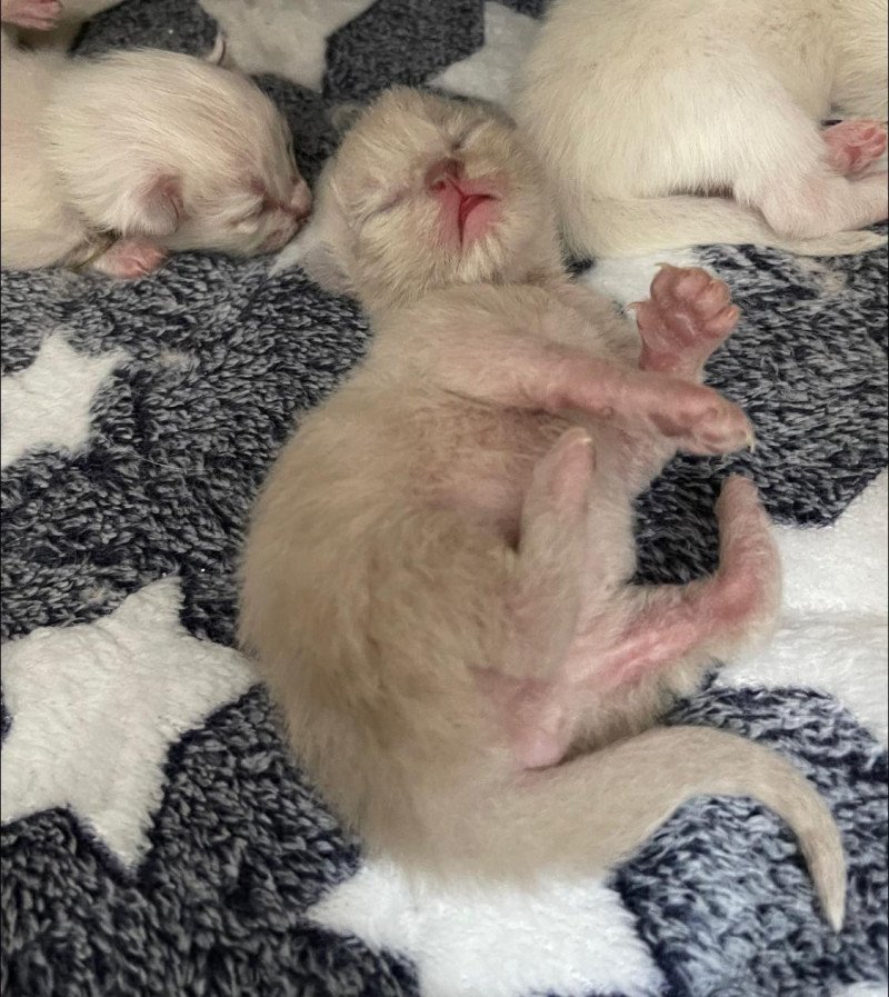 mink de L'Eden du Gival Mâle Ragdoll mink de L'Eden du Gival Mâle Ragdoll