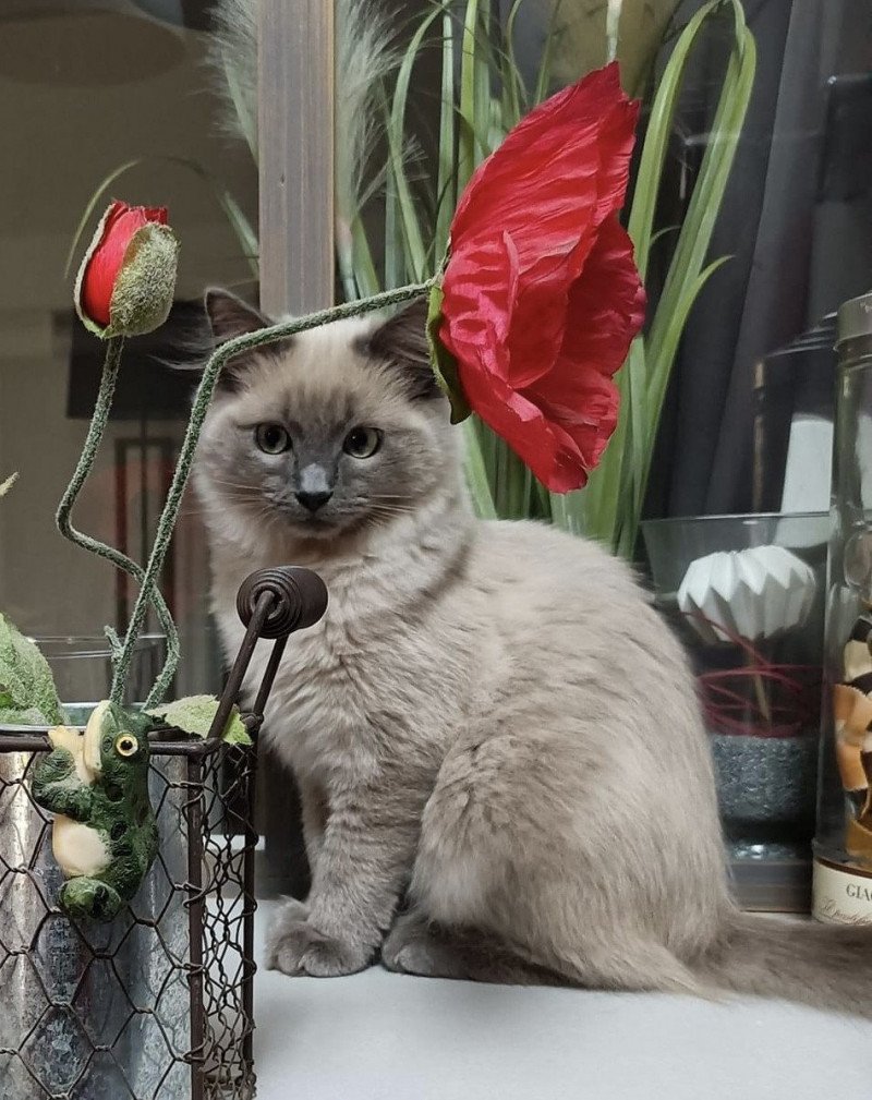 TYMON de L'Eden du Gival Mâle Ragdoll TYMON de L'Eden du Gival Mâle Ragdoll