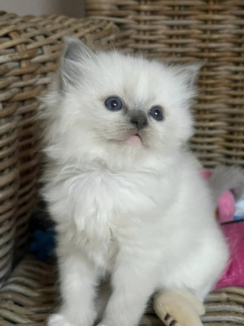 THAL de L'Eden du Gival Femelle Ragdoll