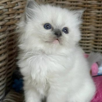 chaton Ragdoll blue point mitted THAL L'Eden du Gival