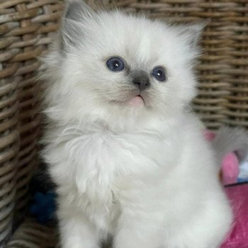 chaton Ragdoll blue point mitted THAL L'Eden du Gival chaton Ragdoll blue point mitted THAL L'Eden du Gival