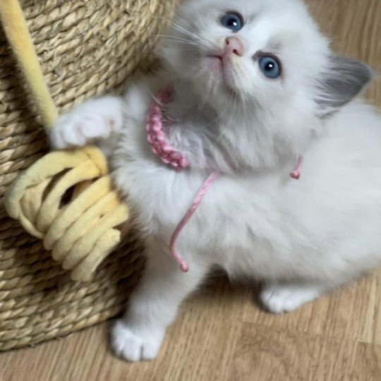 TUMY de L'Eden du Gival Femelle Ragdoll