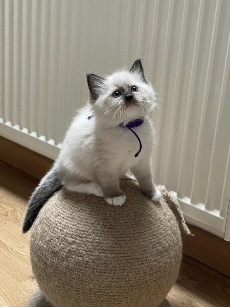 TITE SCARLETT de L'Eden du Gival Femelle Ragdoll TITE SCARLETT de L'Eden du Gival Femelle Ragdoll