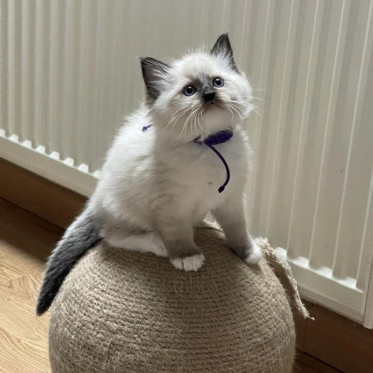 TITE SCARLETT de L'Eden du Gival Femelle Ragdoll