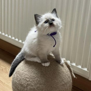 chaton Ragdoll seal point mitted Miss T violet L'Eden du Gival