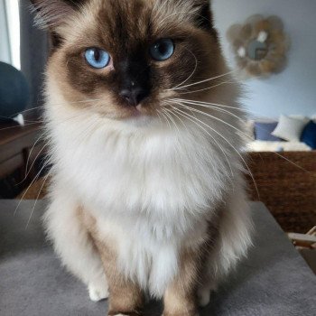 chaton Ragdoll seal point mitted TITE SCARLETT EI L'Eden du Gival