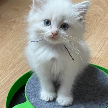 chaton Ragdoll blue mackerel tabby point & blanc Mister T collier blanc L'Eden du Gival