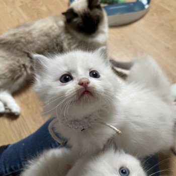 chaton Ragdoll blue mackerel tabby point & blanc Mister T collier blanc L'Eden du Gival